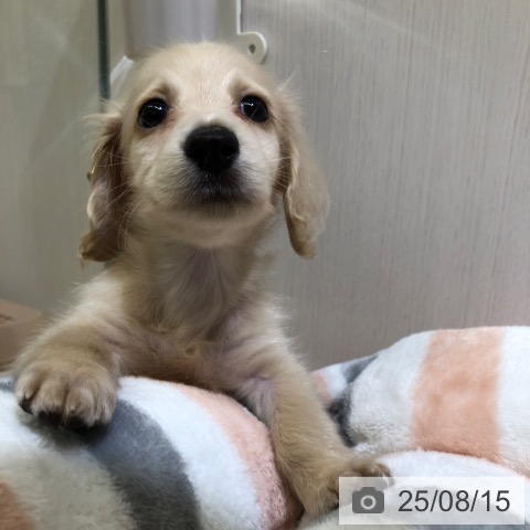 ミニチュア・ダックスフンドの写真