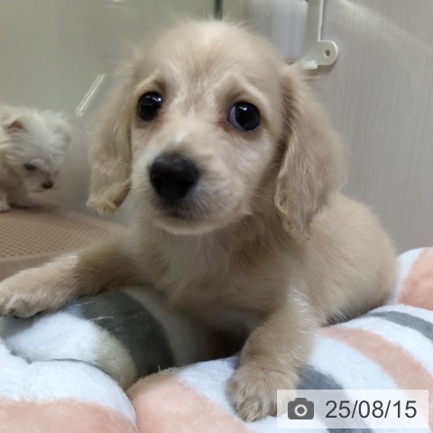 ミニチュア・ダックスフンドの写真