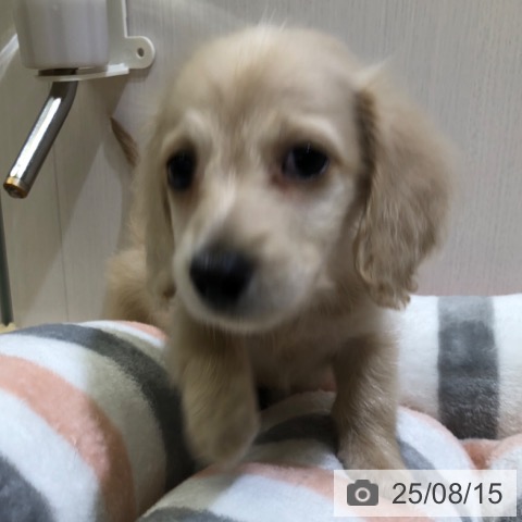 ミニチュア・ダックスフンドの写真