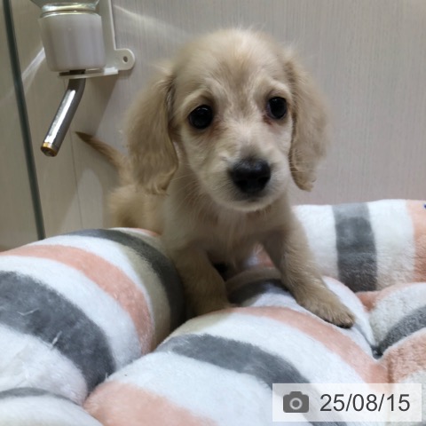 ミニチュア・ダックスフンドの写真