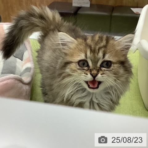 ミヌエットの写真