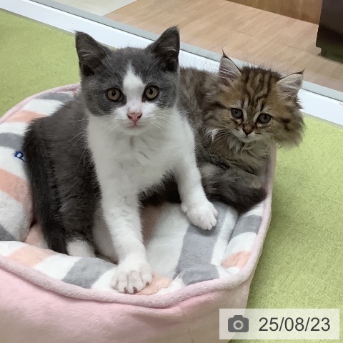 ミヌエットの写真