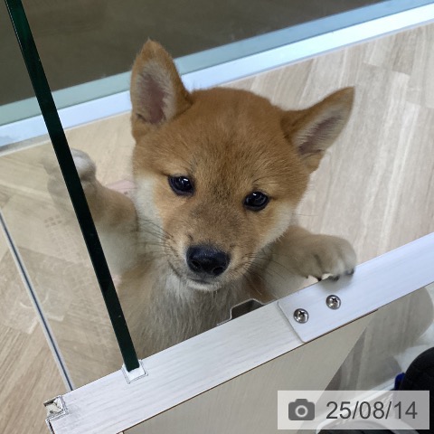 柴の写真