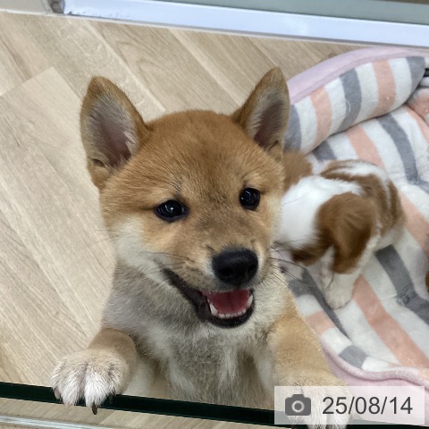 柴の写真