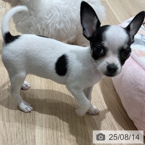 チワワの写真