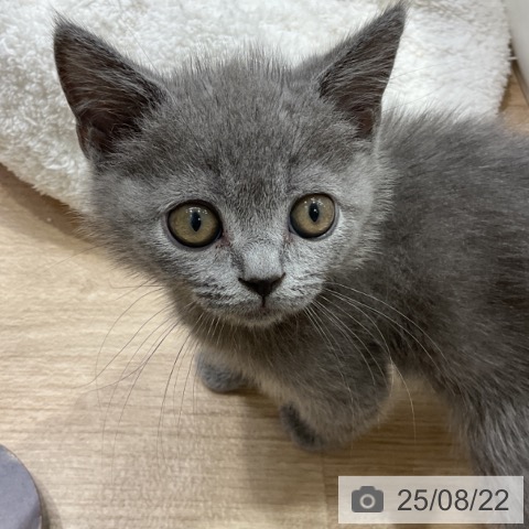 ブリティッシュショートヘアの写真