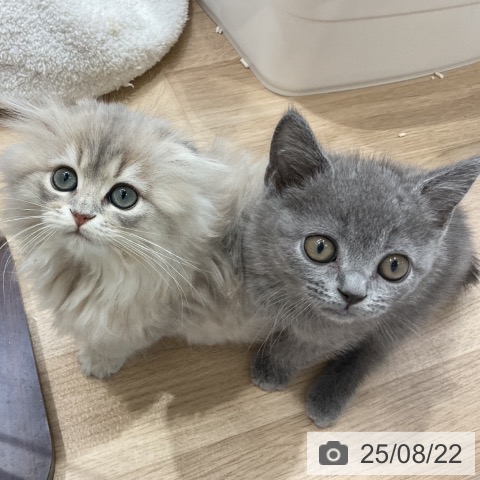 ブリティッシュショートヘアの写真