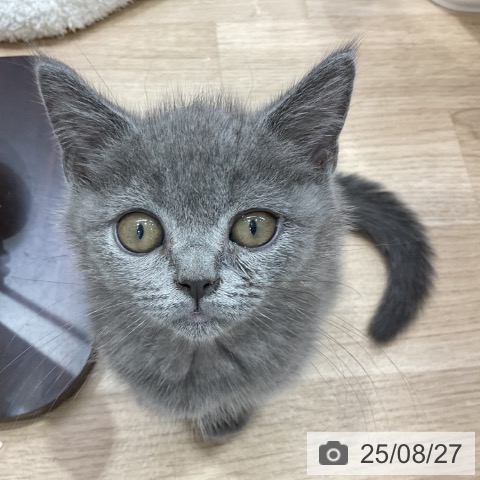 ブリティッシュショートヘアの写真