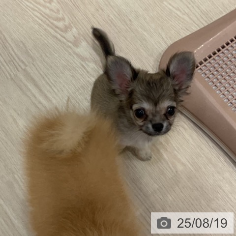 チワワの写真