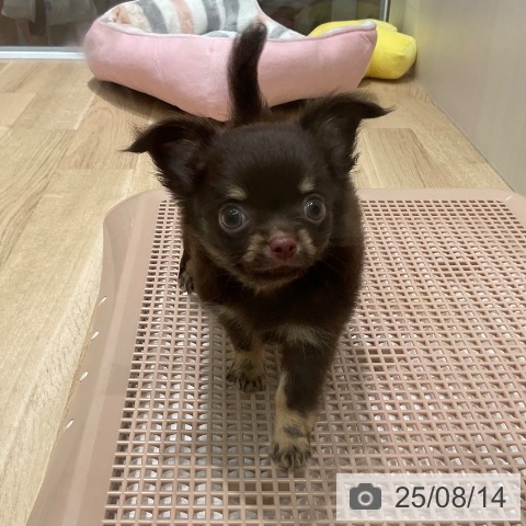 チワワの写真