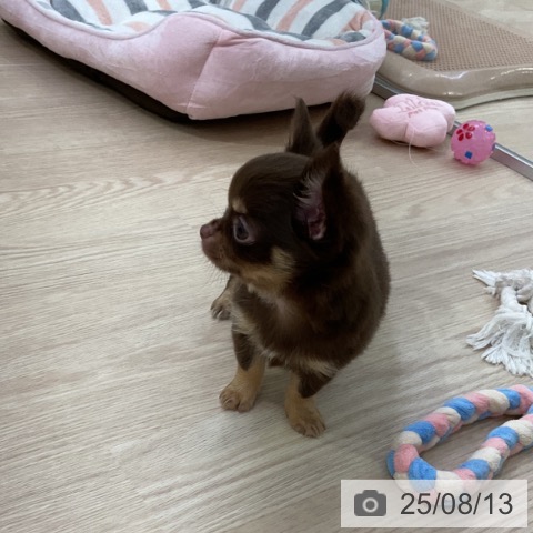 チワワの写真