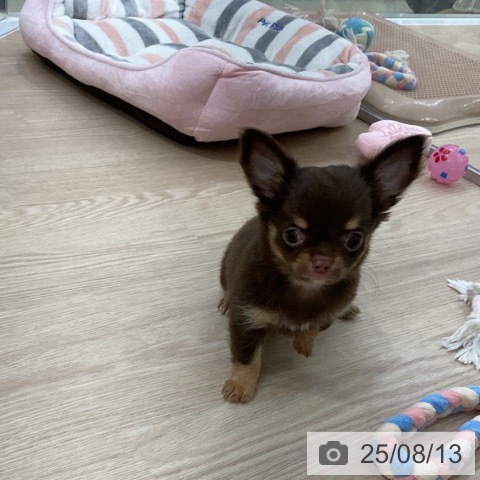 チワワの写真