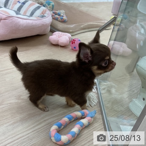 チワワの写真
