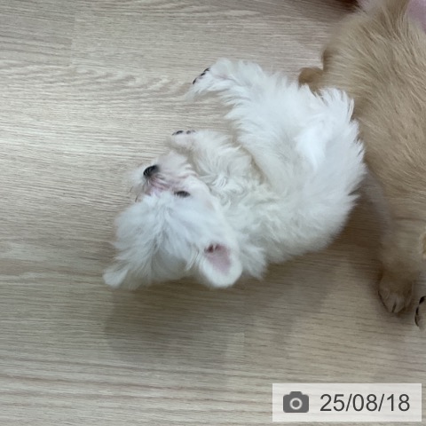 マルチーズの写真
