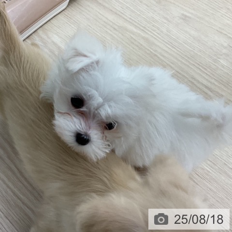 マルチーズの写真