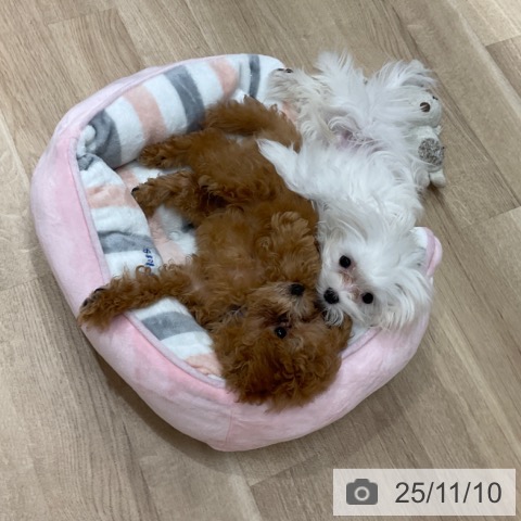 マルチーズの写真