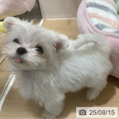 マルチーズの写真