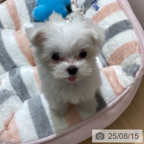 マルチーズの写真