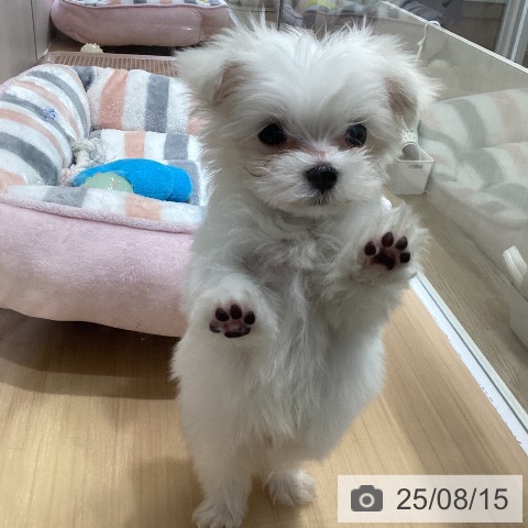 マルチーズの写真