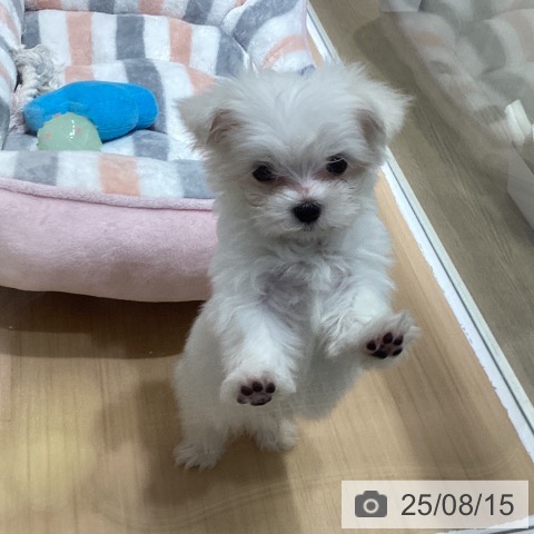 マルチーズの写真