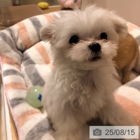 マルチーズの写真