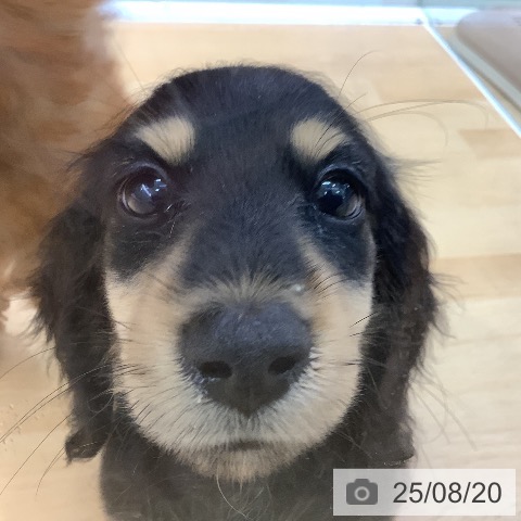 ミニチュア・ダックスフンドの写真
