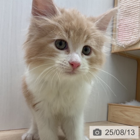 メインクーンの写真