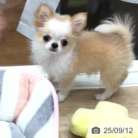 チワワの写真