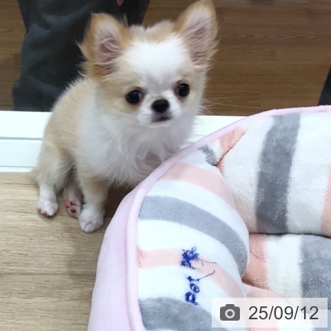チワワの写真