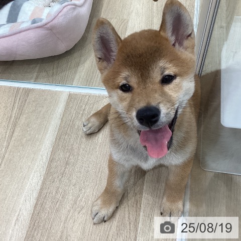柴の写真