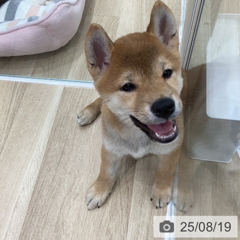 柴の写真