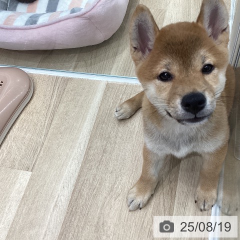 柴の写真