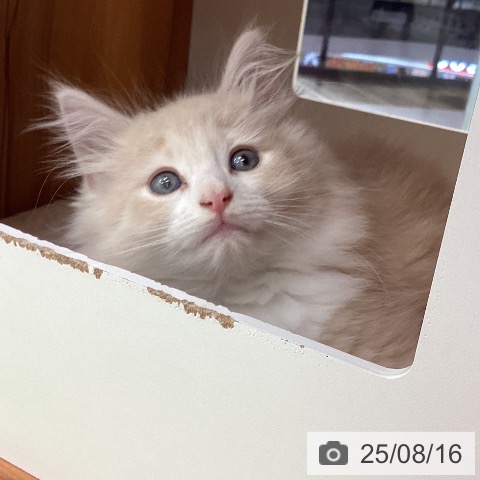 ノルウェージャンフォレストキャットの写真