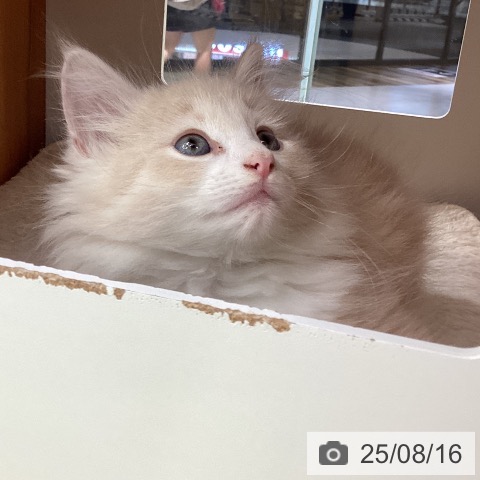 ノルウェージャンフォレストキャットの写真