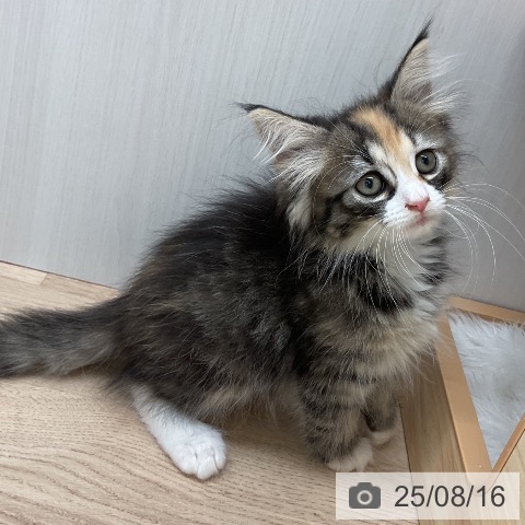 ノルウェージャンフォレストキャットの写真