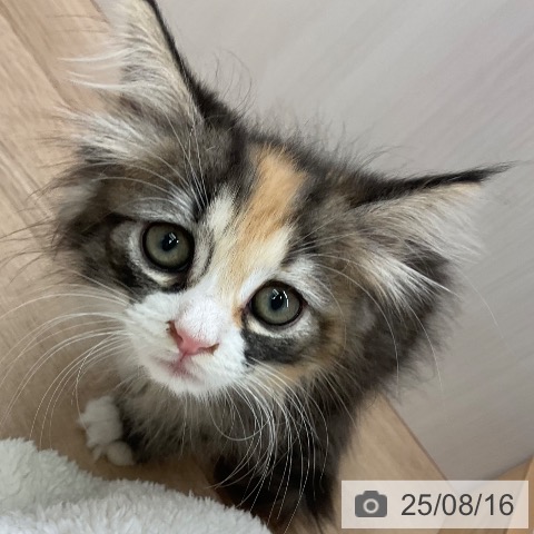 ノルウェージャンフォレストキャットの写真