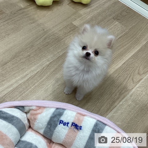 ポメラニアンの写真