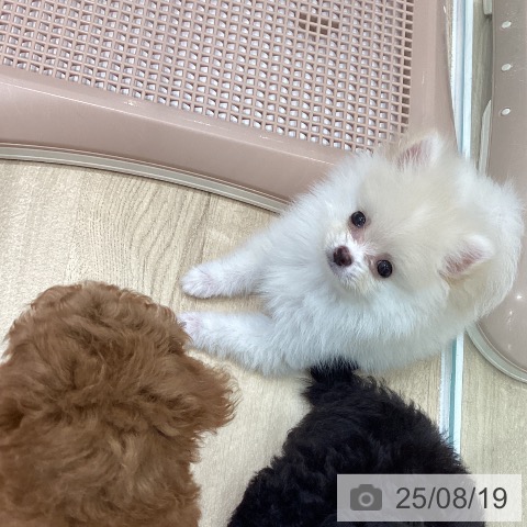 ポメラニアンの写真