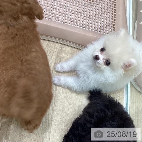 ポメラニアンの写真