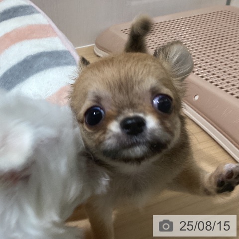 チワワの写真