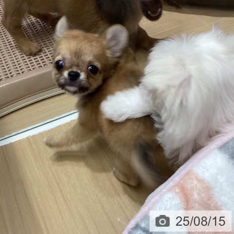 チワワの写真