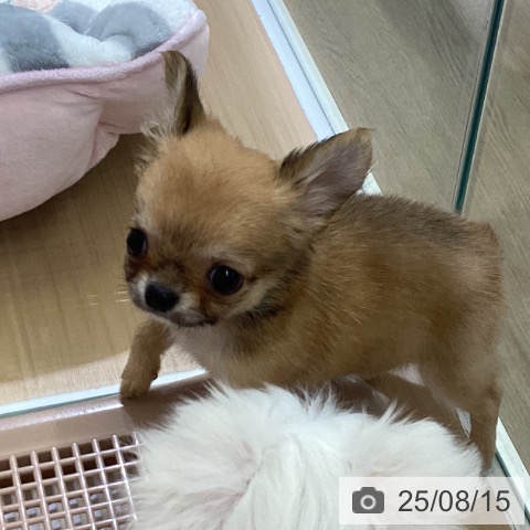 チワワの写真