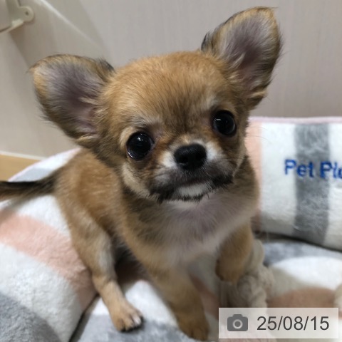 チワワの写真