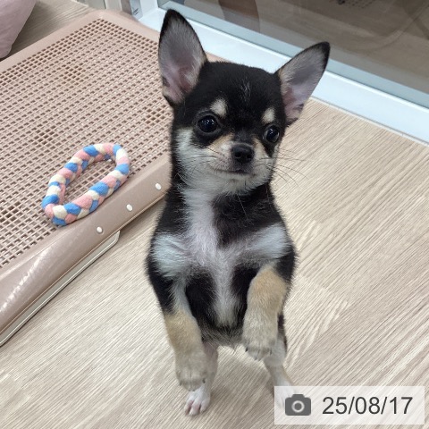 チワワの写真