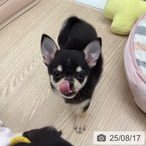チワワの写真