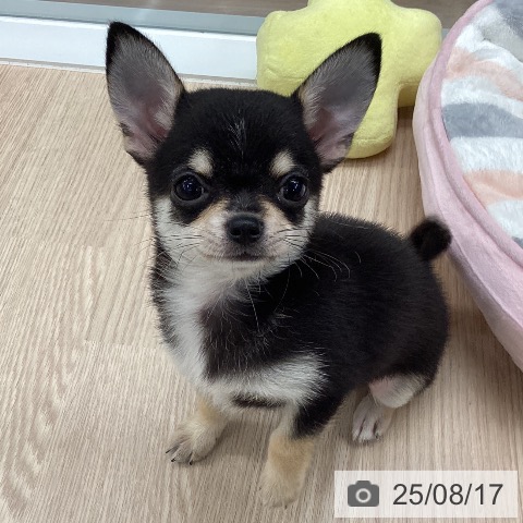 チワワの写真