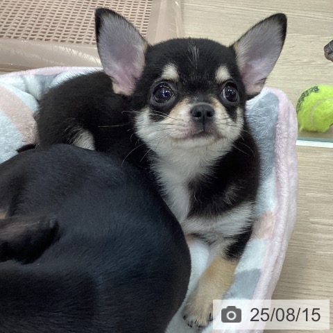 チワワの写真