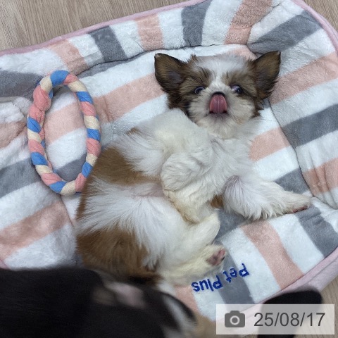 シー・ズーの写真