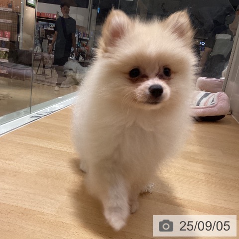 ポメラニアンの写真