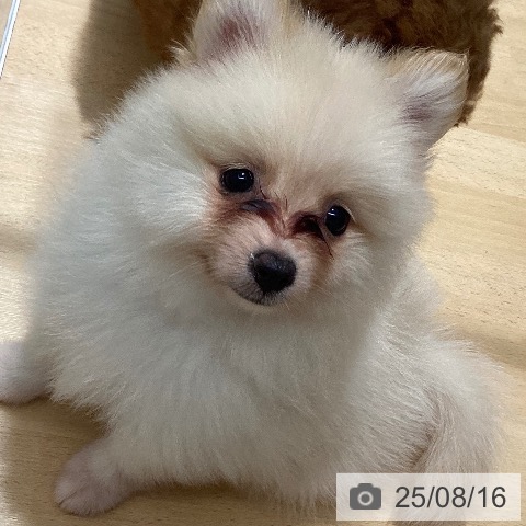 ポメラニアンの写真